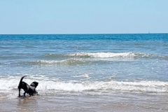 "Jara canzando olas"